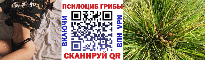 Псилоцибиновые грибы Psilocybe  Красный Сулин 